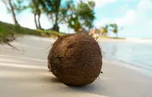 kokos-na-plazi-(mauritius)_uns.jpg