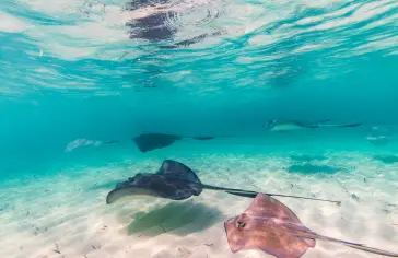 Photo by <a href="https://unsplash.com/@nacio1966?utm_content=creditCopyText&utm_medium=referral&utm_source=unsplash">Ricky Beron</a> on <a href="https://unsplash.com/photos/a-couple-of-stingfish-swimming-in-the-ocean-BLD26XXKIT0?utm_content=creditCopyText&utm_medium=referral&utm_source=unsplash">Unsplash</a>;