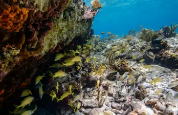 Photo by <a href="https://unsplash.com/@nacio1966?utm_content=creditCopyText&utm_medium=referral&utm_source=unsplash">Ricky Beron</a> on <a href="https://unsplash.com/photos/a-person-swimming-over-a-coral-reef-with-lots-of-fish-uTgKYNhuKOk?utm_content=creditCopyText&utm_medium=referral&utm_source=unsplash">Unsplash</a>;