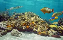 costa-maya-(koraly)_exp.jpeg