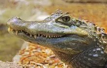 everglades-(miami),-usa_pix.jpg