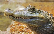 everglades-(miami),-usa_pix.jpg