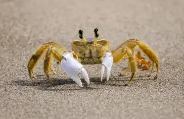 Autor/ka fotografie: Adrien Stachowiak: https://www.pexels.com/cs-cz/foto/priroda-krab-fotografie-divoke-prirody-sandcrab-26771938/;