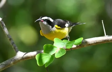 Photo by <a href="https://unsplash.com/@mrhamilton?utm_content=creditCopyText&utm_medium=referral&utm_source=unsplash">Mitchell Hamilton</a> on <a href="https://unsplash.com/photos/a-yellow-bird-perches-on-a-tree-branch-sTnHea0kLow?utm_content=creditCopyText&utm_medium=referral&utm_source=unsplash">Unsplash</a>;