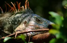 roatan,-honduras-_dom-(6).jpg