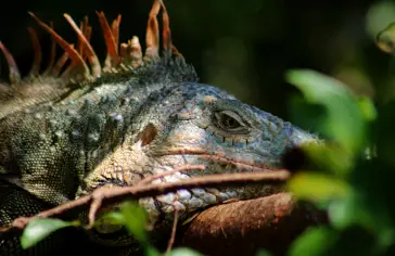 roatan,-honduras-_dom-(6).jpg