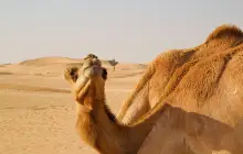 abu-dhabi-(julian-hacker)_pix.jpg
