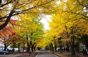Photo by <a href="https://unsplash.com/@jackyfish_image?utm_content=creditCopyText&utm_medium=referral&utm_source=unsplash">Jacky Yu</a> on <a href="https://unsplash.com/photos/yellow-and-green-trees-on-gray-concrete-road-during-daytime-sPYKYI1EIXA?utm_content=creditCopyText&utm_medium=referral&utm_source=unsplash">Unsplash</a>;