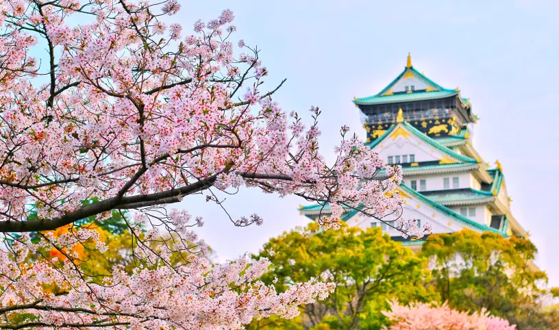 Pokvetou na naší letošní plavbě Japonskem sakury?