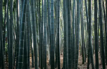 Photo by <a href="https://unsplash.com/@charlesdeluvio?utm_content=creditCopyText&utm_medium=referral&utm_source=unsplash">charlesdeluvio</a> on <a href="https://unsplash.com/photos/green-bamboo-tree-during-daytime-iDX5JsQA8s8?utm_content=creditCopyText&utm_medium=referral&utm_source=unsplash">Unsplash</a>;