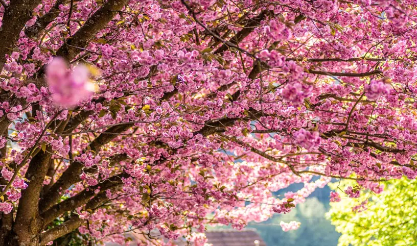 Image by <a href="https://pixabay.com/users/anthr_photoblog-13017730/?utm_source=link-attribution&utm_medium=referral&utm_campai;