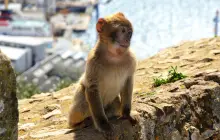 gibraltar_pix.jpg