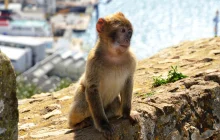 gibraltar_pix.jpg