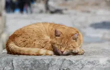 izmir_pix.jpg