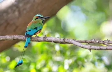 Photo by <a href="https://unsplash.com/@errezuniga?utm_content=creditCopyText&utm_medium=referral&utm_source=unsplash">roberto zuniga</a> on <a href="https://unsplash.com/photos/blue-and-green-bird-on-brown-tree-branch-during-daytime-LsFEm2xLTRk?utm_content=creditCopyText&utm_medium=referral&utm_source=unsplash">Unsplash</a>;