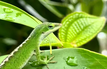 Photo by <a href="https://unsplash.com/@picsbyjameslee?utm_content=creditCopyText&utm_medium=referral&utm_source=unsplash">James Lee</a> on <a href="https://unsplash.com/photos/a-green-lizard-is-perched-on-a-leaf-O3f5BMKXTiY?utm_content=creditCopyText&utm_medium=referral&utm_source=unsplash">Unsplash</a>;