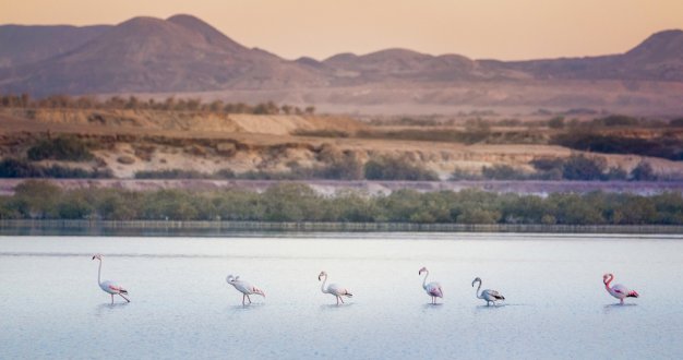 Sir Bani Yas