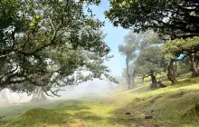 madeira-(ribeiro-frio---laurissilva-forest)_uns.jpg