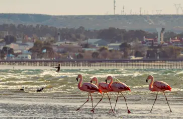 Puerto Madryn