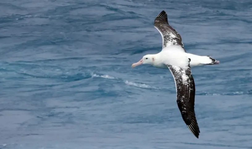 https://mousefreemarion.org/the-flock-to-marion-voyage-raises-over-three-million-rand-for-the-mouse-free-marion-project/