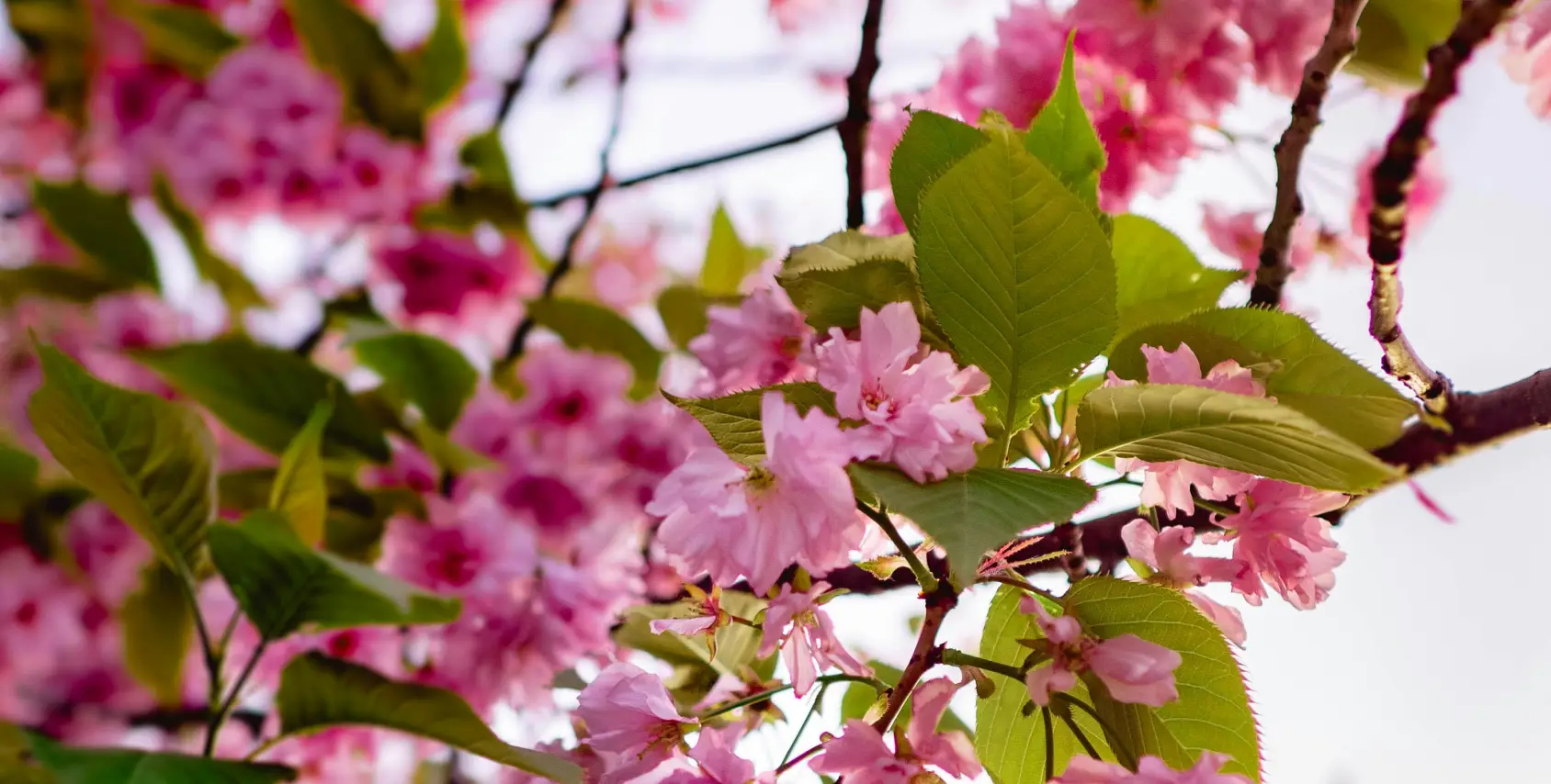 Photo by <a href="https://unsplash.com/@rahulbhogal?utm_content=creditCopyText&utm_medium=referral&utm_source=unsplash">Rahul Bhogal</a> on <a href="https://unsplash.com/photos/pink-cherry-blossom-tree-xegAidQqW14?utm_content=creditCopyText&utm_medium=referral&utm_source=unsplash">Unsplash</a>