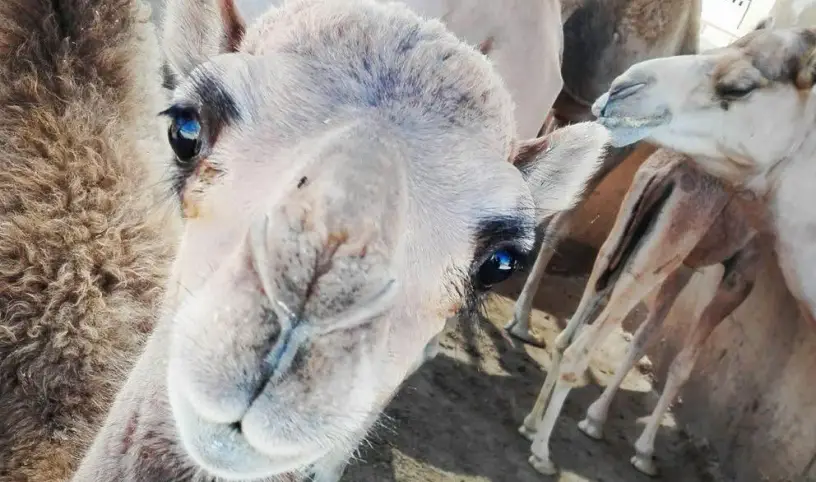 From the camel farm straight onto the MSC Magnifica: The unforgettable story of delegate Terka