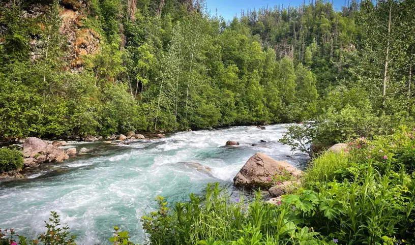 Autor/ka fotografie: Emma Buchman: https://www.pexels.com/cs-cz/foto/uchvatna-aljasska-reka-a-lesni-krajina-29016366/;