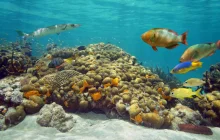 costa-maya-(koraly)_exp.jpeg