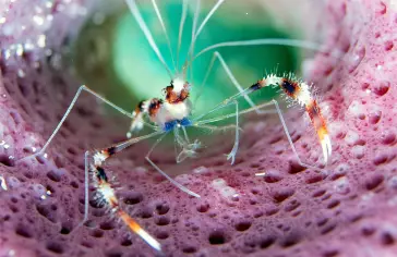 Photo by <a href="https://unsplash.com/@tamwarnerminton?utm_content=creditCopyText&utm_medium=referral&utm_source=unsplash">Tam Minton</a> on <a href="https://unsplash.com/photos/brown-and-white-spider-on-web-in-macro-photography-XI4NLFafpO8?utm_content=creditCopyText&utm_medium=referral&utm_source=unsplash">Unsplash</a>;