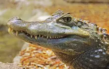 everglades-(miami),-usa_pix.jpg
