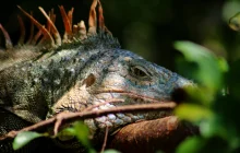roatan,-honduras-_dom-(6).jpg