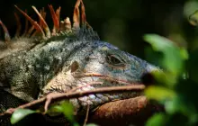 roatan,-honduras-_dom-(6).jpg