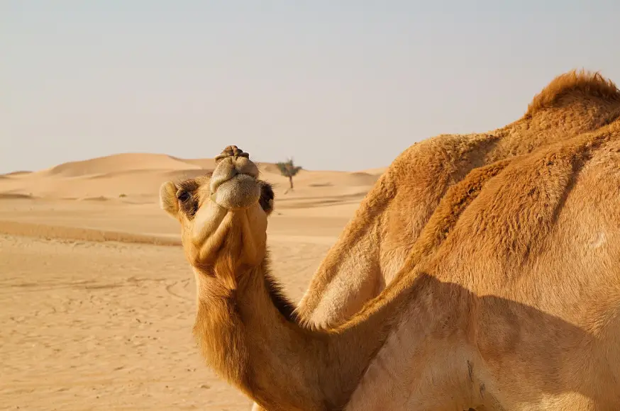 abu-dhabi-(julian-hacker)_pix.jpg