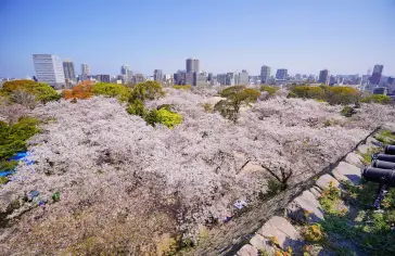 Photo by <a href="https://unsplash.com/@jcs_chen?utm_source=unsplash&utm_medium=referral&utm_content=creditCopyText">Zion C</a> on <a href="https://unsplash.com/photos/aerial-photography-of-cherry-blossom-trees-DOTnD9Xqz4c?utm_source=unsplash&utm_medium=referral&utm_content=creditCopyText">Unsplash</a>;