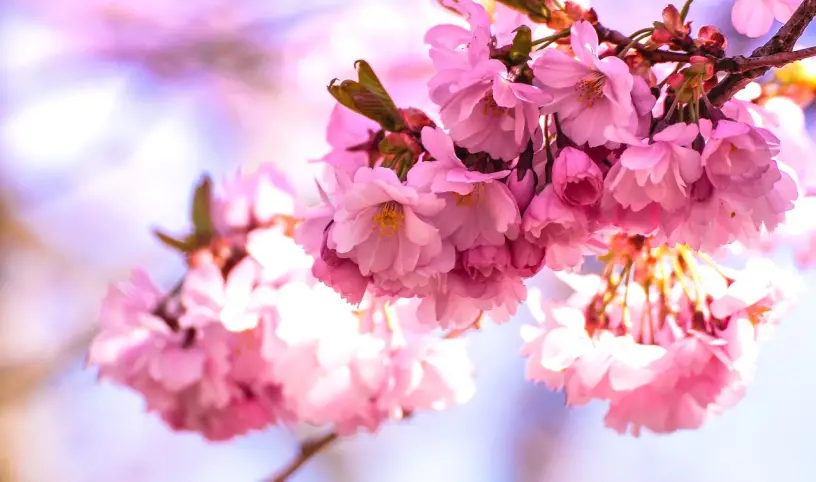 Czy sakura zakwitnie podczas naszego tegorocznego rejsu po Japonii?