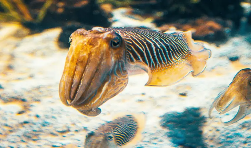 Photo by <a href="https://unsplash.com/@raimondklavins?utm_content=creditCopyText&utm_medium=referral&utm_source=unsplash">Raimond Klavins</a> on <a href="https://unsplash.com/photos/brown-and-white-fish-in-water-HQ1udFC_-7s?utm_content=creditCopyText&utm_medium=referral&utm_source=unsplash">Unsplash</a>;