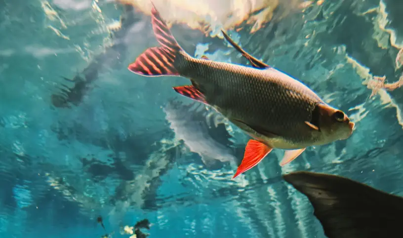 Photo by <a href="https://unsplash.com/@germg?utm_content=creditCopyText&utm_medium=referral&utm_source=unsplash">Ger MG</a> on <a href="https://unsplash.com/photos/a-group-of-people-swimming-in-a-large-aquarium-LCqqzhTq124?utm_content=creditCopyText&utm_medium=referral&utm_source=unsplash">Unsplash</a>;