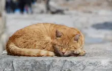 izmir_pix.jpg