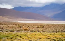 arica_pex.jpg