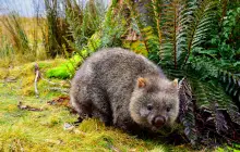 hobart-(tasmanie)_uns-(1).jpg