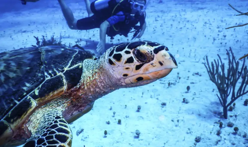 MSC FOUNDATION A IUCN OZNÁMUJÍ PARTNERSTVÍ NA OCHRANU KORÁLOVÝCH ÚTESŮ